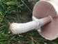 Nagyspórás csiperke (Agaricus crocodilinus), Budai-hegység